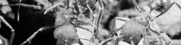 개미 없애는 방법 외 참고 정보: 노린재 퇴치법