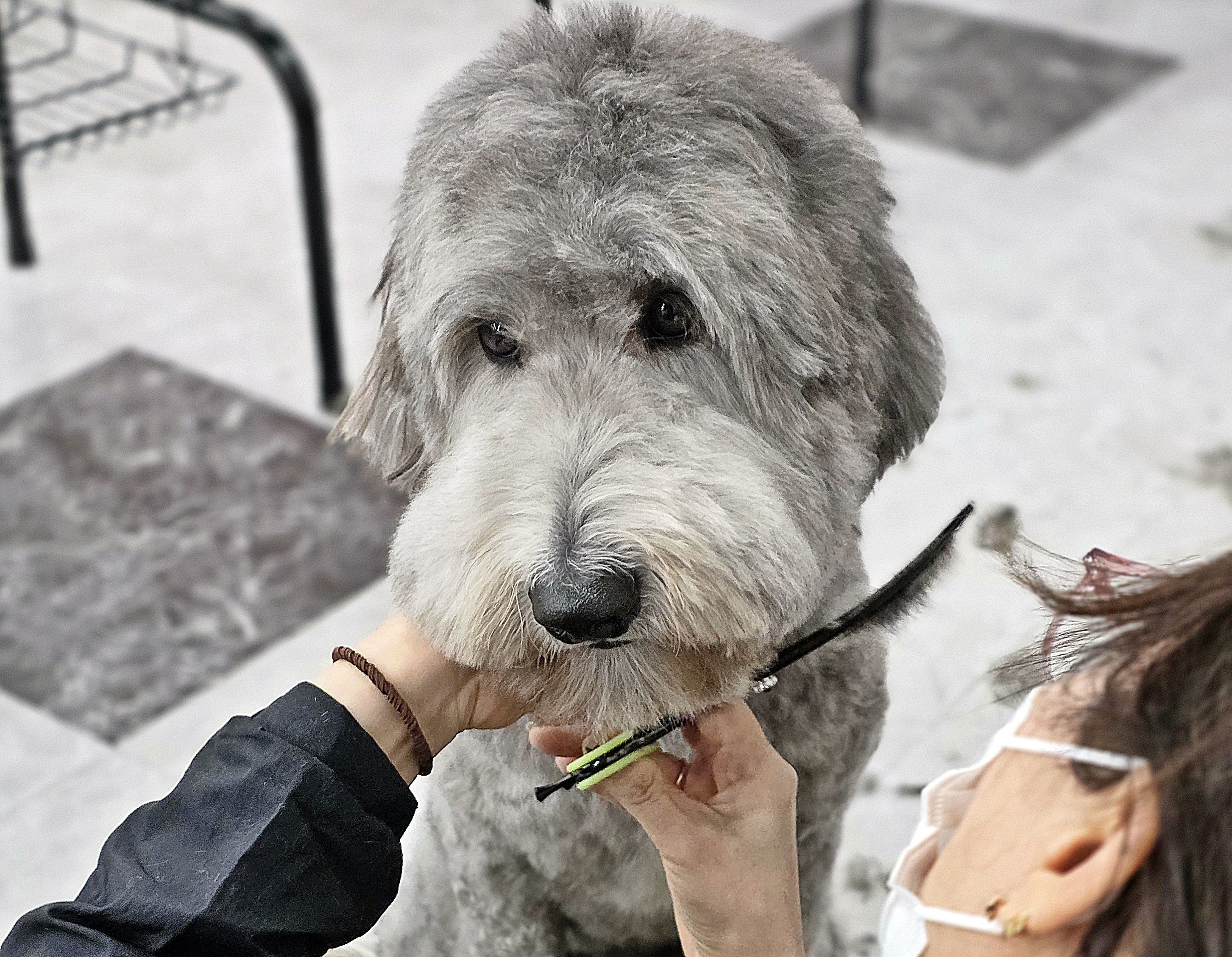 대구강아지미용학원