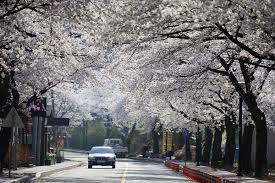 2024 보은 벚꽃길 축제 기본일정 및 프로그램 소개(조항조 박지현 홍지윤 박혜원 출연)