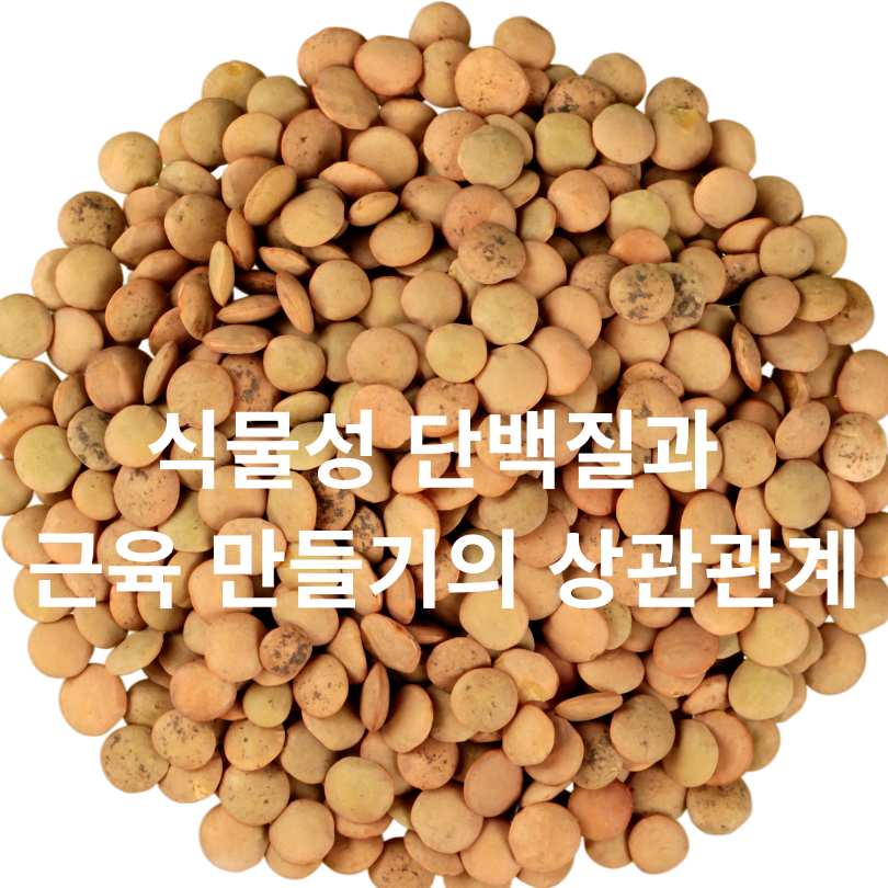 식물성 단백질 식품 총정리