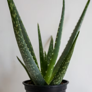 역류성식도염에 좋은 음식 영양제 식단