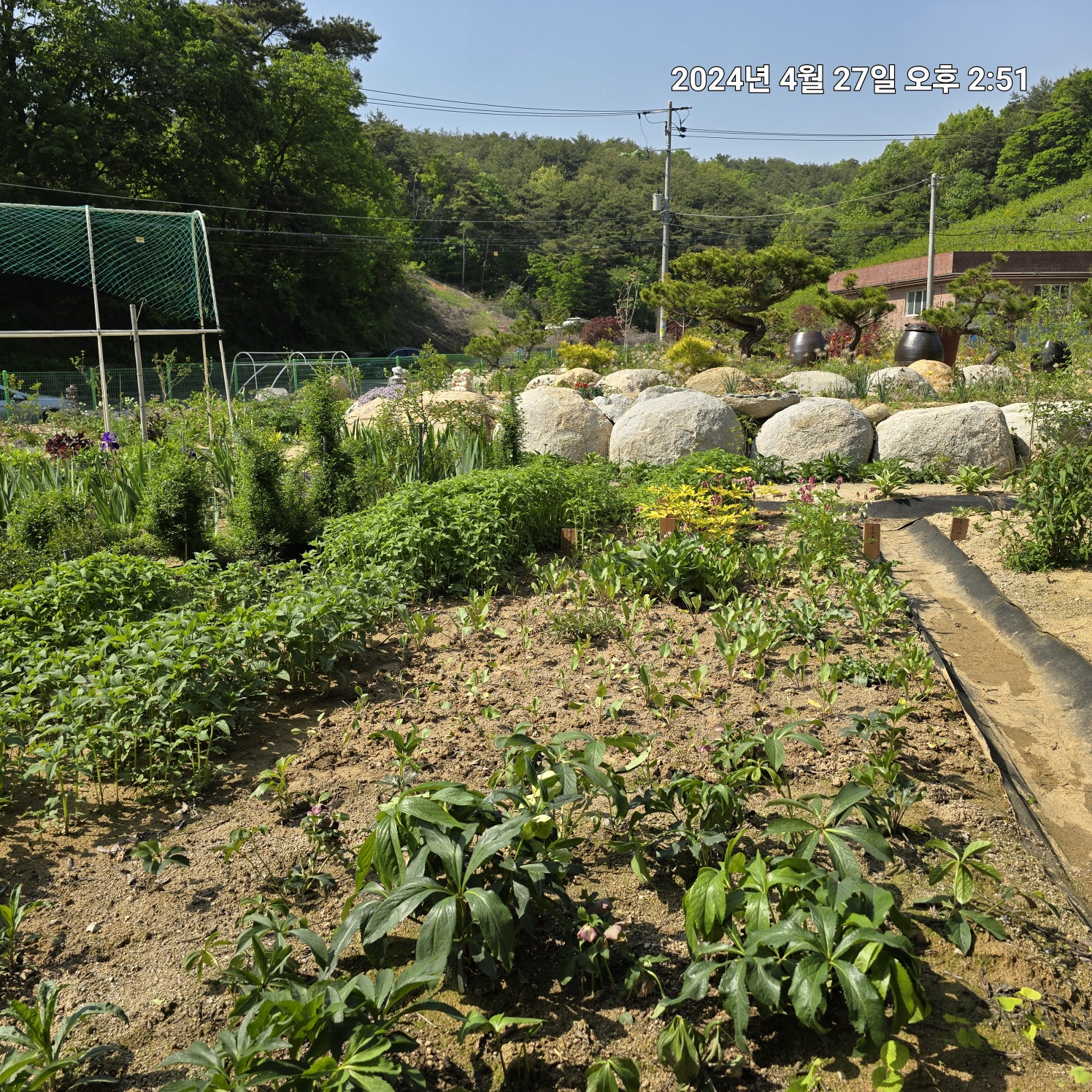 이팝&middot;조팝나무: 봄마다 느껴보는 약제로 사용되는 목상산과 수선국이라 불리는 조팝나무의 전설&amp;#44; 주말에 들러본 가족농장 