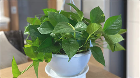 스킨답서스 화분