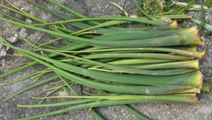 야생에서 채취를 한 토란대를 바닥에 여러 개 포개서 놓아두고 위에서 확대를 하여 찍은 사진