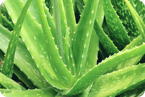 알로에-효능