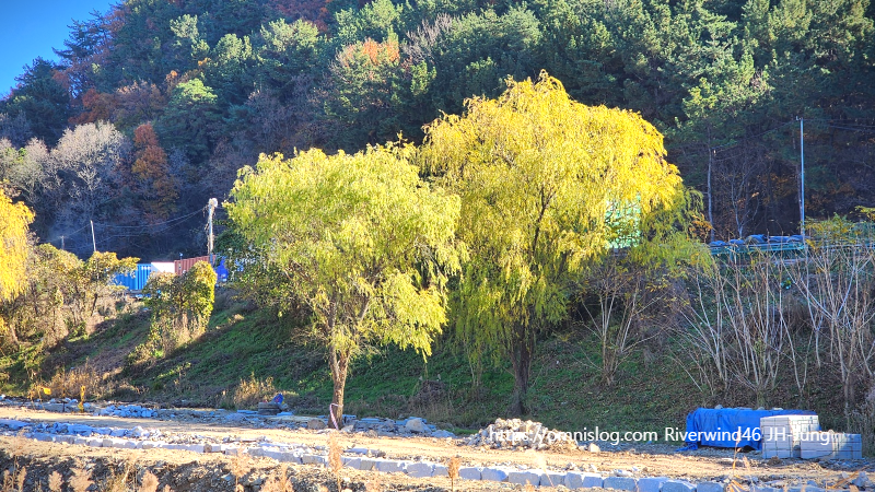 감성사진 수영천의 늦가을 버들