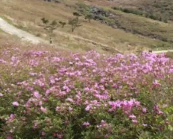 황매산 철쭉축제_10