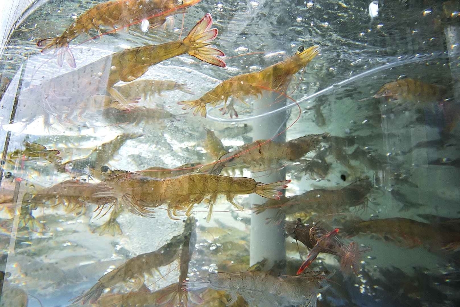 홍성 남당항 대하축제