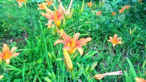 원추리꽃-개화모습