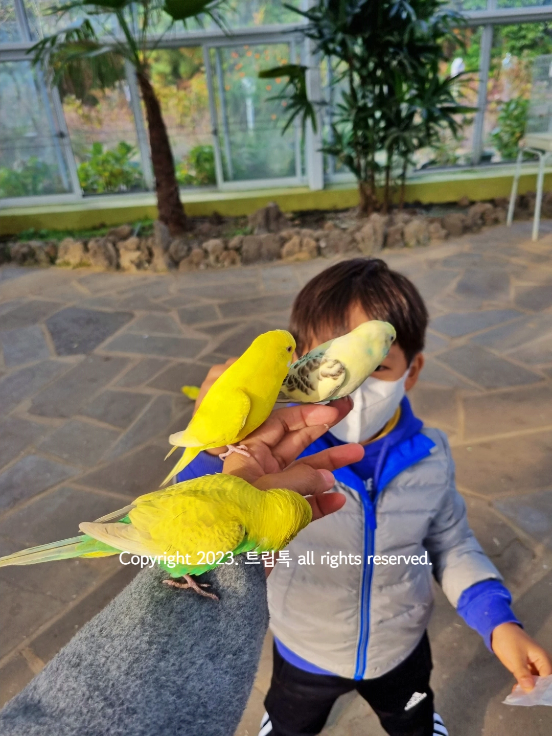 노란 앵무새 3마리가 팔위에 앉아서 있다