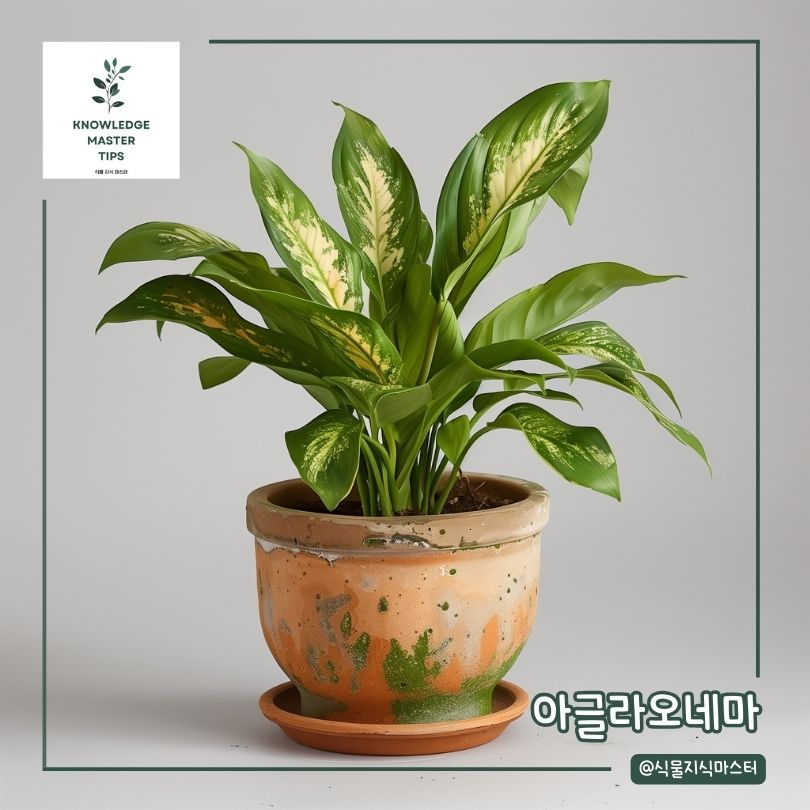 예쁜 식물 선물 - 아글라오네마