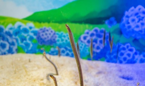 제주 동쪽 가볼만한곳 (아쿠아플라넷 제주)