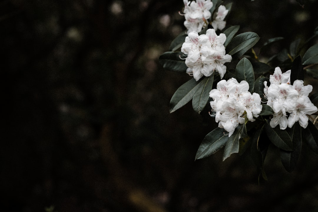 Azalea