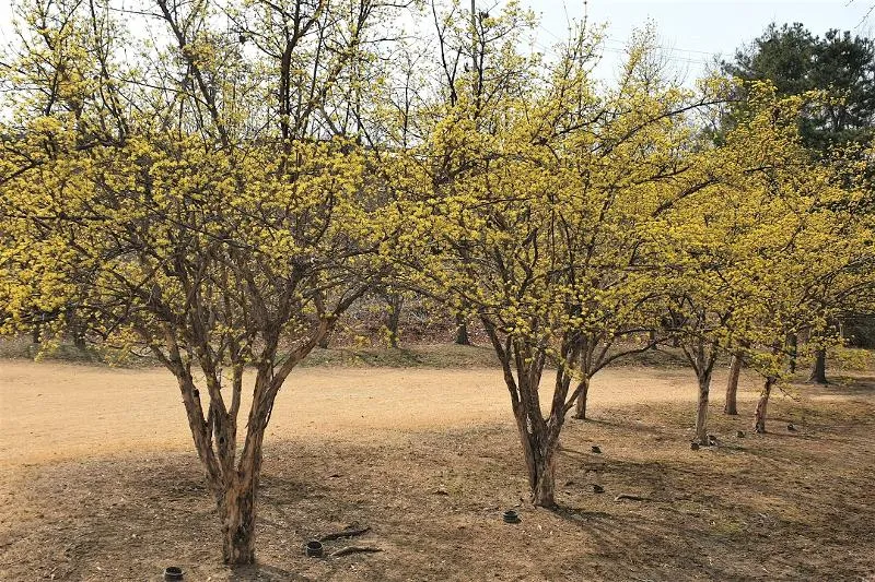 산수유 효능 부작용 섭취방법 1일 섭취량_5