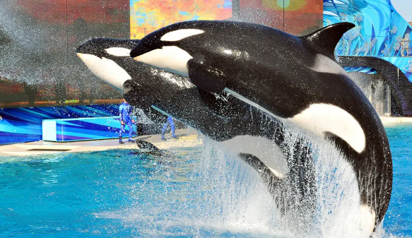 아이들은 공짜로 들어갈 수 있는 티켓 보기