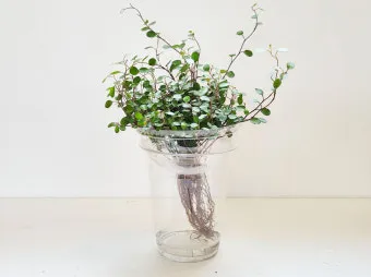 물에서 키우는 실내 식물 추천_7