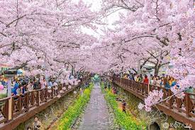 경상남도 진해 군항제 축제 벚꽃 명소 베스트 5 벚꽃시기 만개시기 드라이브 코스