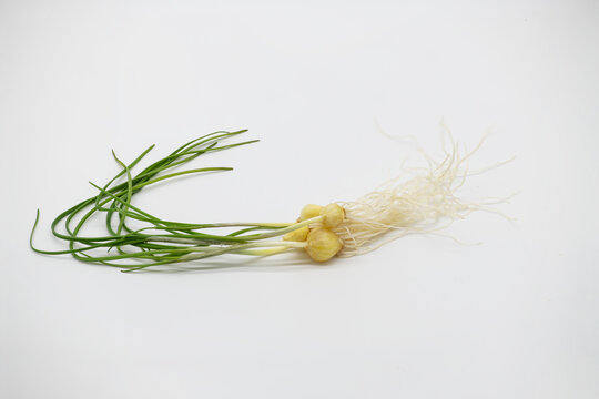 봄이 왔다! 달래로 만드는 건강한 한 끼 레시피