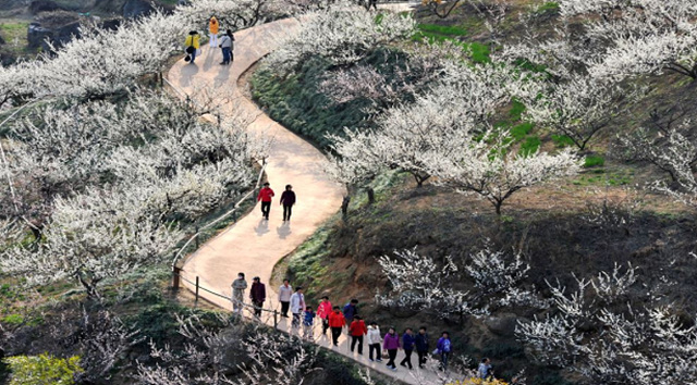 광양 매화축제기간 매화랑 2박 3일 프로그램, 광양 매화마을 꽃길열차, 지구마불 광양여행