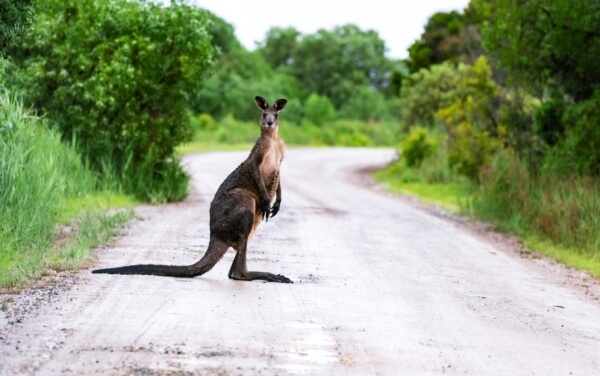 길에-서있는-캥거루-한마리