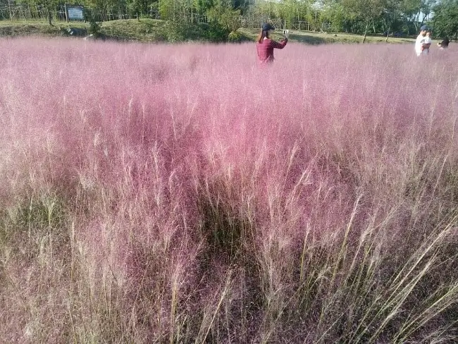 대저생태공원 핑크뮬리