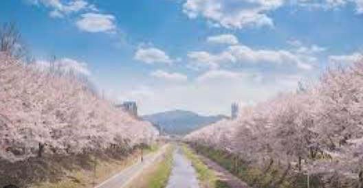 양재천 벚꽃 사진