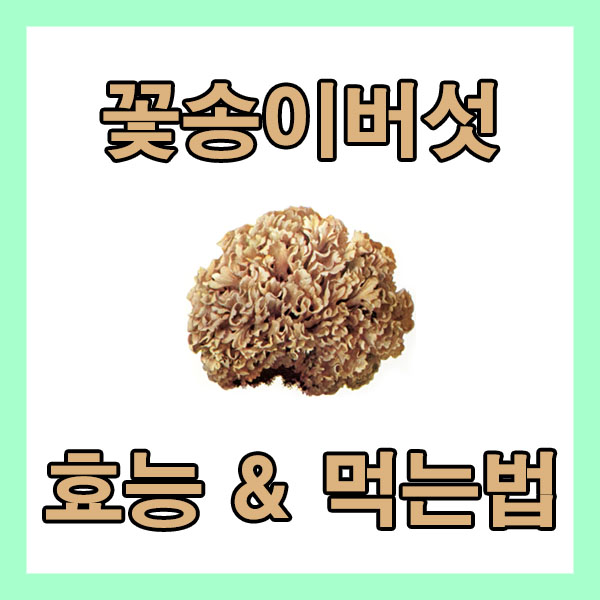꽃송이버섯 효능과 먹는방법