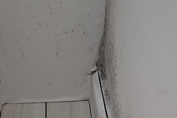 곰팡이 생기는 이유