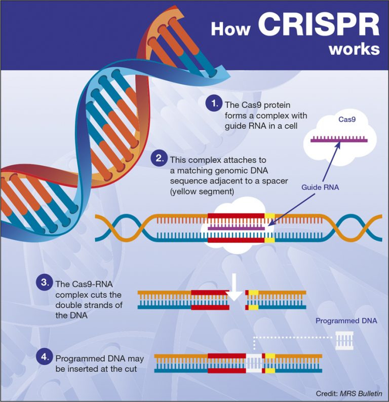 How CRISPR works