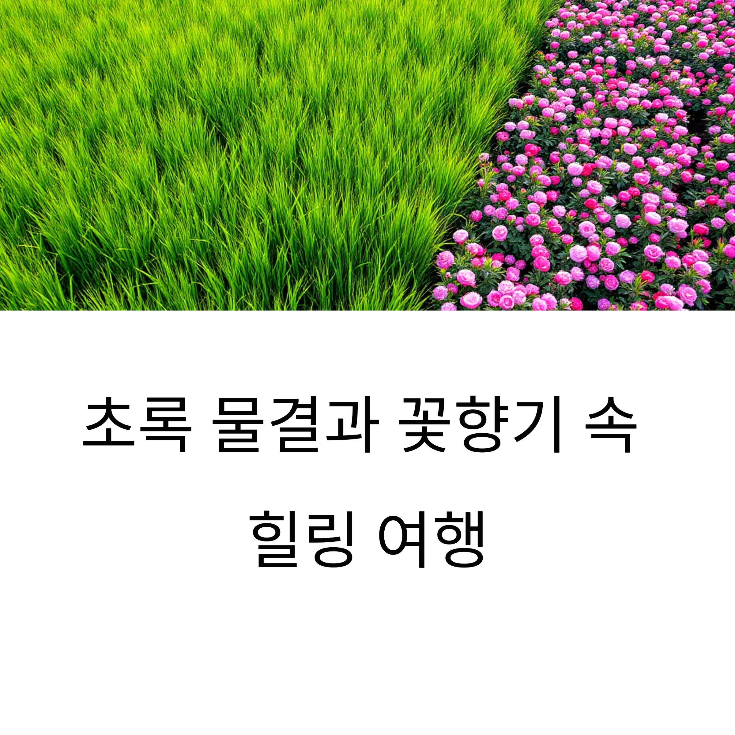함안 청보리와 작약의 계절