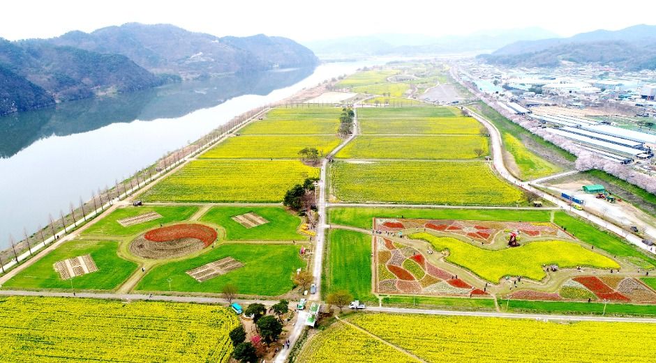 [봄꽃 축제]창녕 낙동강 유채꽃축제 ❘기간, 일정, 명소, 즐길거리, 꿀팁 총정리