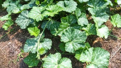 호박잎-효능-효과