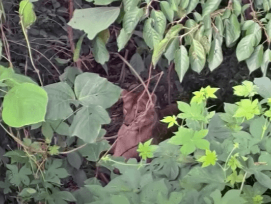 경북 고령에서 탈출한 사자의 모습