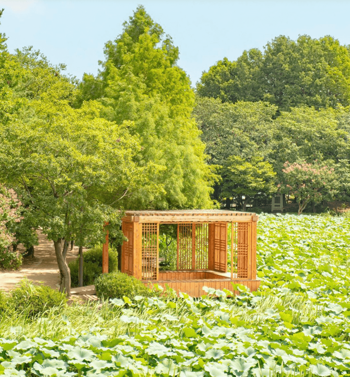 전주 덕진공원 연꽃1