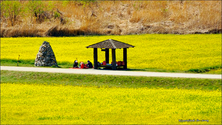 대저 생태공원 유채꽃