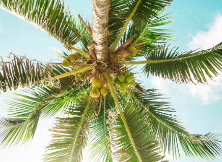 코코넛 오일 부작용