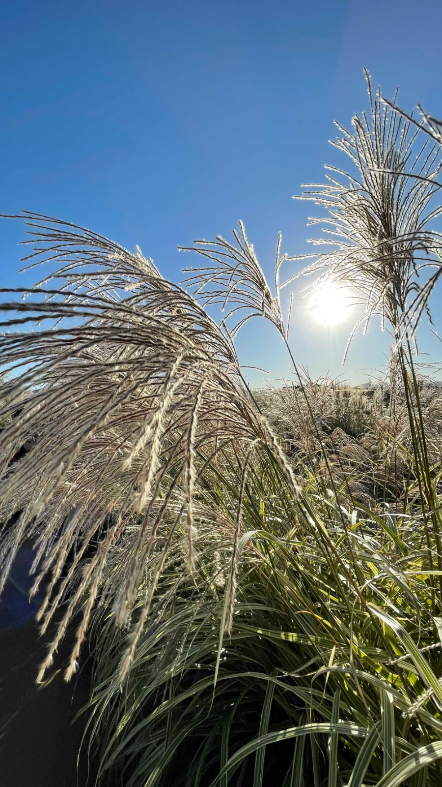 양주 나리농원 꽃 축제