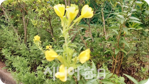 달맞이꽃종자유-효능