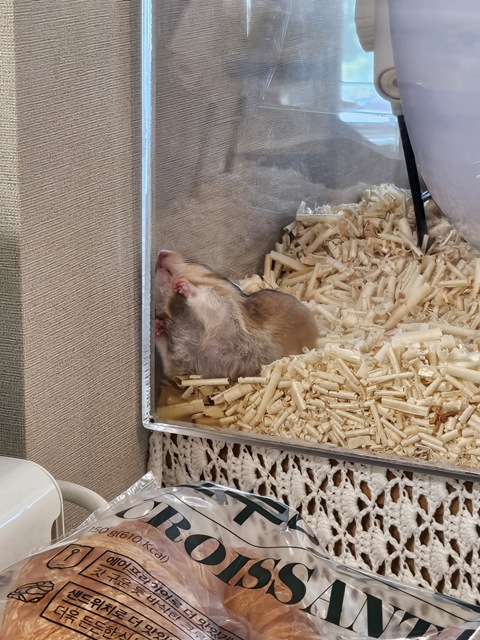 내가 키우는 골든햄스터 정형행동(케이지 갉기)