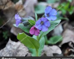 풀모나리아 이미지 사진