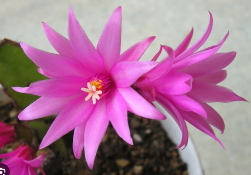 겨울 꽃 게발선인장