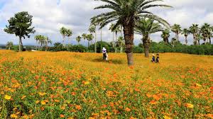 8월 제주도 가볼만한곳10곳