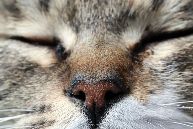 한국 vs 해외, 반려동물 심리학 접근 차이