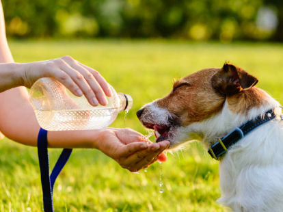 여름철 반려동물 털 관리