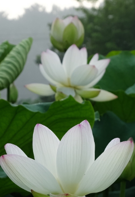 부여서동연꽃축제