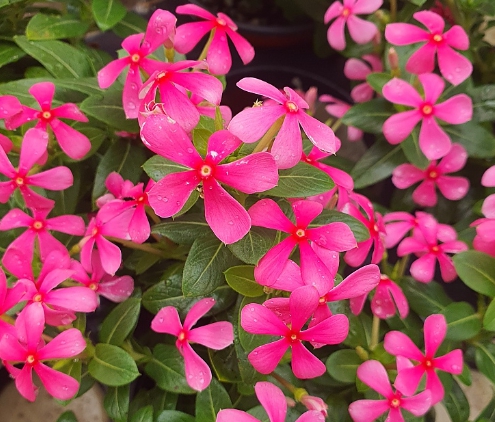 가을에 피는 꽃 종류 일일초