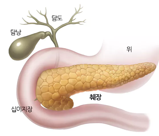 췌장-모습