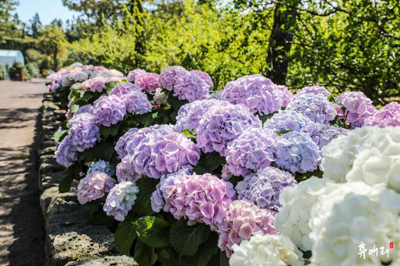 휴애리 여름 수국 축제