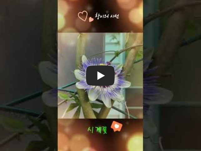 시계를 닮은 성스러움의 꽃 시계꽃 꽃말