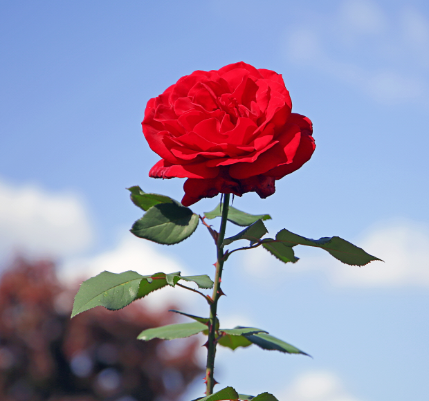 서울대공원 장미원 입장료, 1인당 얼마?